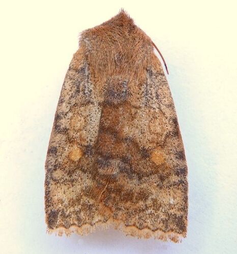 Three-spotted Sallow photo 3