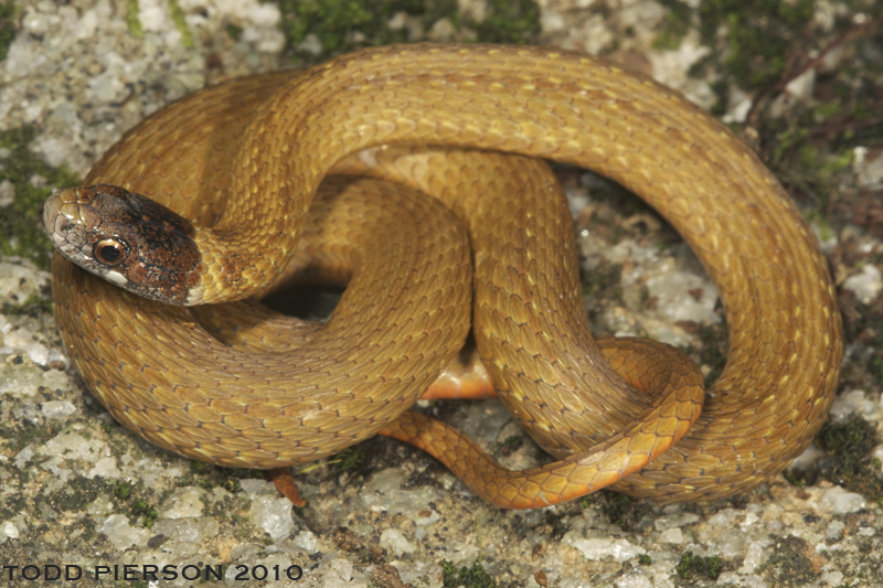 Red-bellied Snake (Storeria occipitomaculata) · iNaturalist