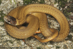 Red-Bellied Snake photo 5
