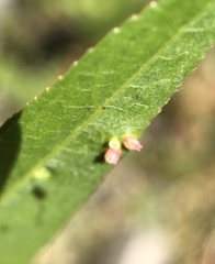 Aculus tetanothrix