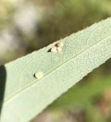 Aculus tetanothrix