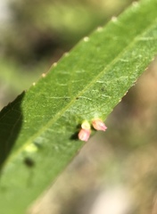 Aculus tetanothrix