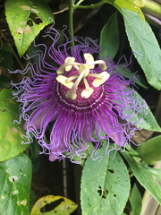 Passiflora