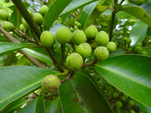 Calophyllum image