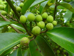 Calophyllum inophyllum image