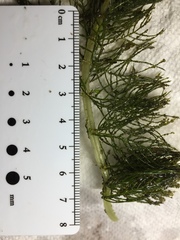 Myriophyllum sibiricum