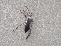 Acanthocephala declivis