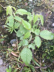 Rubus urticifolius