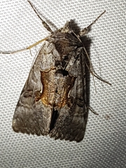 Syngrapha epigaea