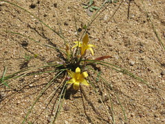 Romulea citrina