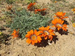 Gazania leiopoda