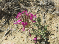 Pelargonium incrassatum