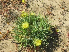 Conicosia pugioniformis