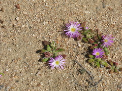 Cleretum hestermalense