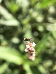 Diptera