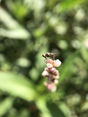 Diptera