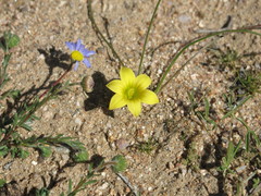 Romulea citrina