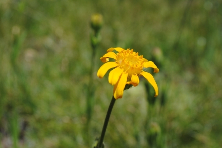 Arnica sororia