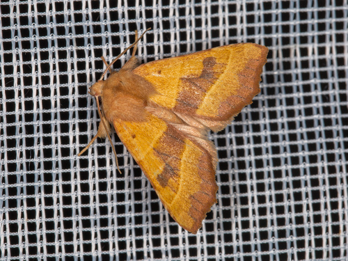 Centre-barred Sallow