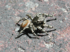 Habronattus amicus