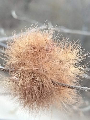 Lasiocarpus ferrugineus, photograph 1