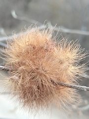Lasiocarpus ferrugineus
