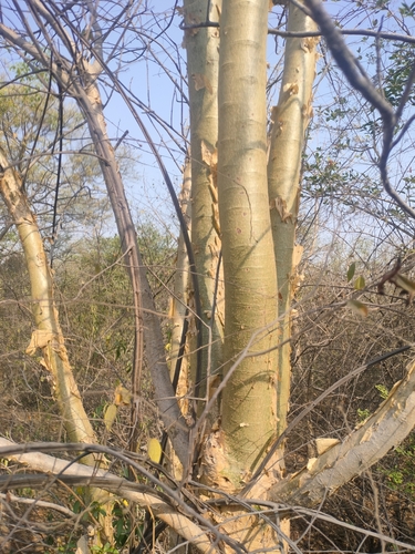 Indian frankincense (Boswellia serrata)
