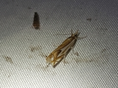 Crambus bidens