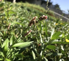 Persicaria