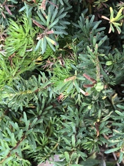 Phyllodoce glanduliflora