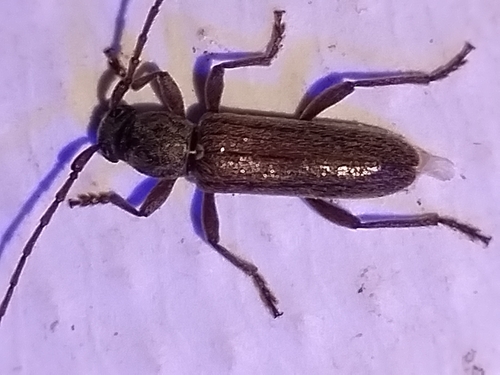Anelaphus piceus