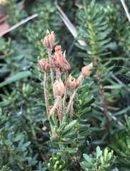 Phyllodoce glanduliflora