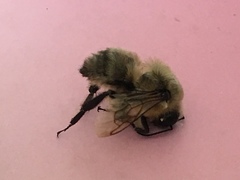 Bombus perplexus