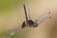 Celithemis ornata