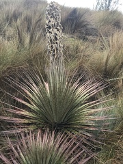 Puya clava-herculis