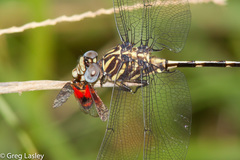 Phyllogomphoides albrighti