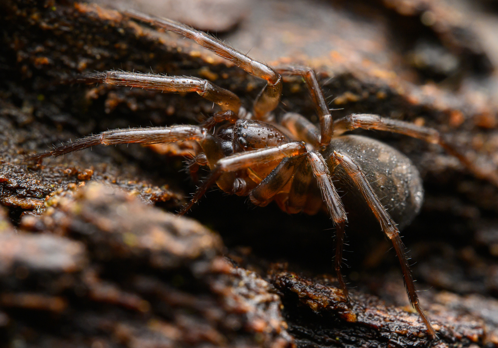 Cybaeus thermydrinos