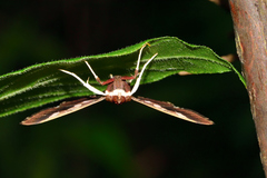 Phostria oajacalis