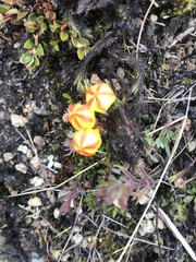 Gentianella hirculus