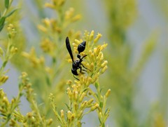 Zethus spinipes variegatus