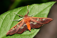 Phostria oajacalis