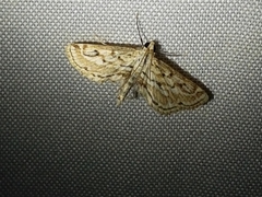 Parapoynx allionealis