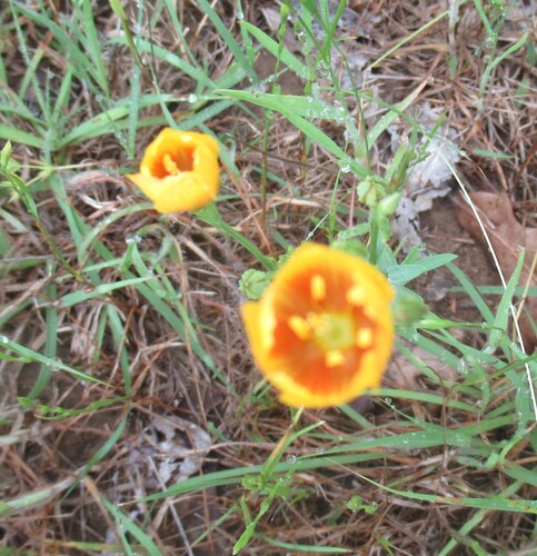 Image of Berlandier's Yellow Flax (Linum berlandieri) by (c) Linda Jo Conn, some rights reserved (CC BY)