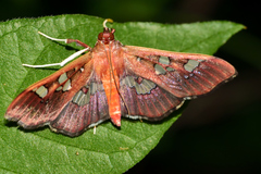 Phostria oajacalis