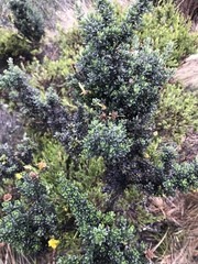 Monticalia myrsinites