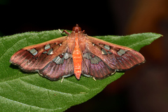 Phostria oajacalis