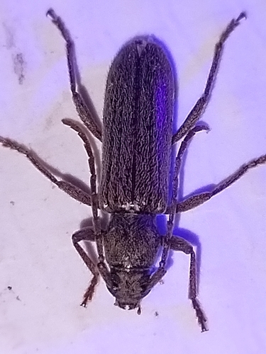 Anelaphus piceus