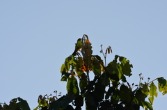 Ramphocelus flammigerus icteronotus