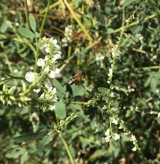 Apis mellifera