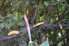 Ramphocelus flammigerus icteronotus